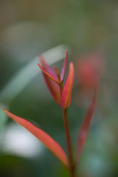 Red leaves,closeup shot — Stock Photo, Image
