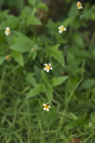 Weiße Gänseblümchen im Garten — Stockfoto