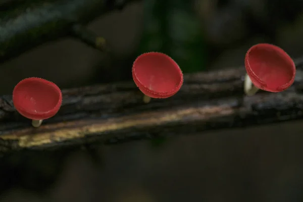 Mushroom Champagne on Wooden in rainforests(low key) — Stock Photo, Image