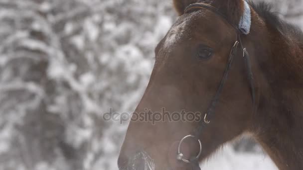 Close up of brown racehorse after running breathes in winter and open mouth — Stock Video