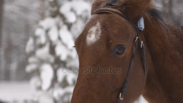 Close up of brown racehorse after running breathes in winter and open mouth — Stock Video