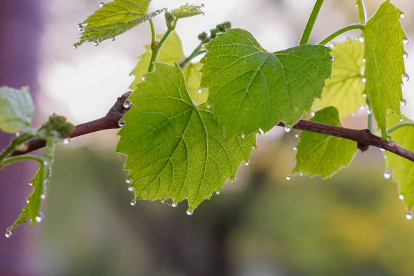 yerde yatan ürün toplama sonra kabak
