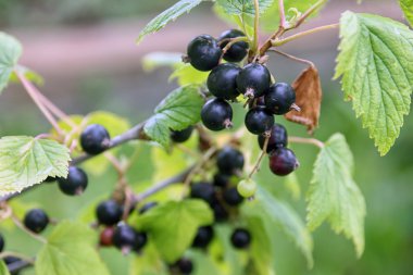 küçük siyah çilek ve gre ile Siyah frenk üzümü güzel bush