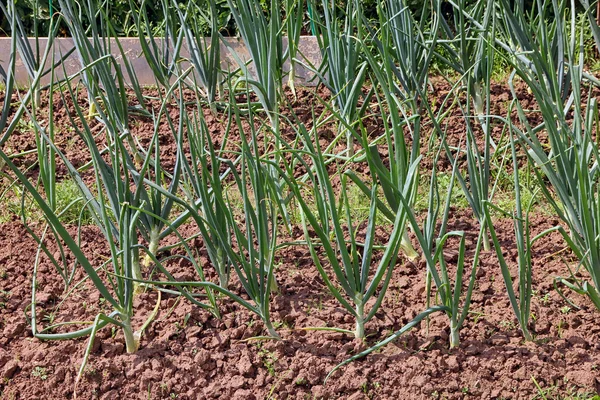 Cebolas longas verdes que crescem no solo de jardim no leito vegetal — Fotografia de Stock