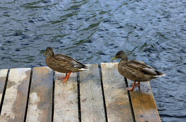 Two brown ordinary mallard walk on the wooden pier on the river — Stock Photo, Image