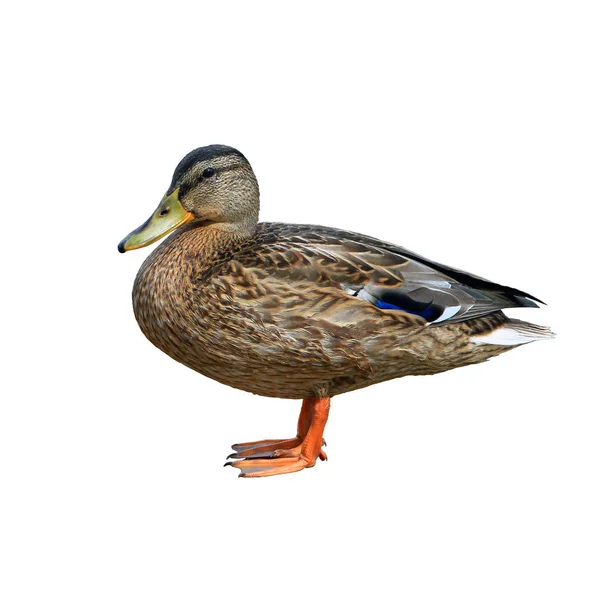 Mallard marrón ordinario primer plano aislado sobre fondo blanco — Foto de Stock