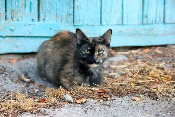 Gato de raza pura con la cara manchada se sienta contra la pared azul — Foto de Stock