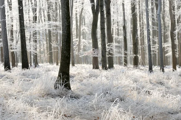 Paisagem Natural Floresta Inverno Durante Dia — Fotografia de Stock