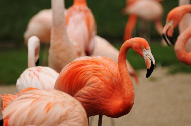 Flamingo grupta.