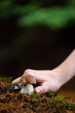 Mantar toplama - bıçak ile elin detayı