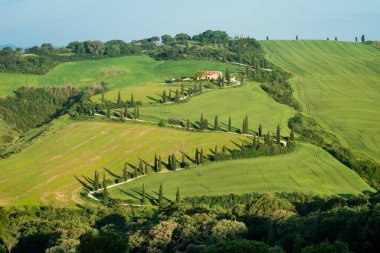 Tuscany, İtalya 'da selvi ağaçlarıyla kaplı tipik kıvrımlı yol