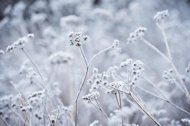 Buzla kaplı bitki, açık açıklık.