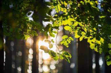 Ormanda güzel bir sabah. Bir meşe ağacının dalında parlayan güneş ışınları.