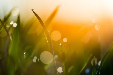 Portakal gündoğumu ışığında çim yaprağının üstüne su damlası