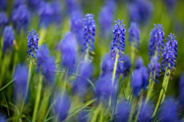 Mavi Muscari çiçekleri, ilkbaharın başlarında açan ilk çiçeklerden biri.