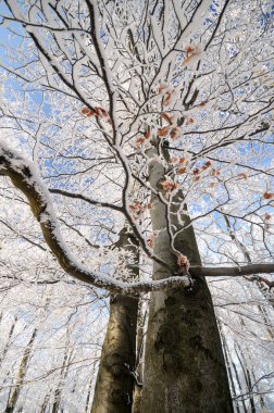 Karla kaplı yaşlı kayın ağacı