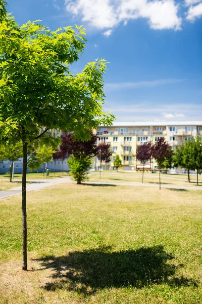 Small tree in green area in front of newly built block of flats