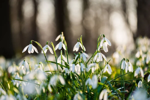 Grupa Wiosennych Kropel Śniegu Kwitnących Lesie — Zdjęcie stockowe