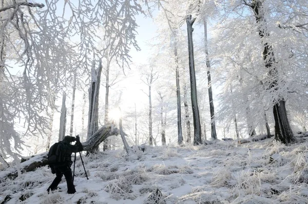 Fotógrafo Floresta Coberta Geada Inverno — Fotografia de Stock
