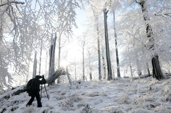 Photographer Winter Frost Covered Forest — Stok Foto