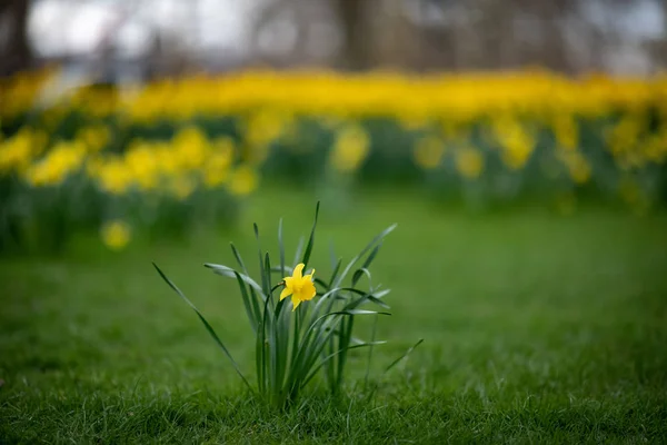 Osamělý Narcisový Květ Před Polem Plným Narcisů — Stock fotografie