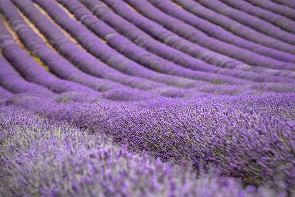 Güzel lavanta alan arka plan