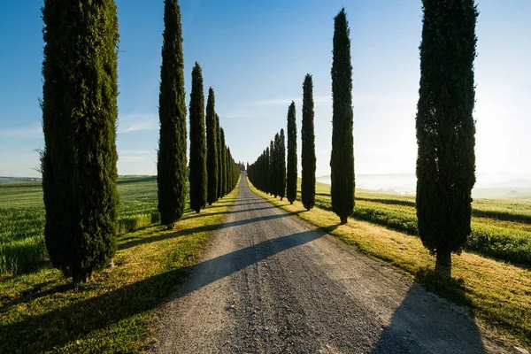 Tuscany 'deki tipik yol manzarası, selvi ağaçlarıyla kaplı, güzel bir sabah ışığında.