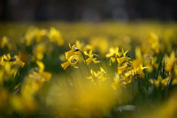 Velký Trávník Plný Narcisů Jarní Nálada Městě — Stock fotografie