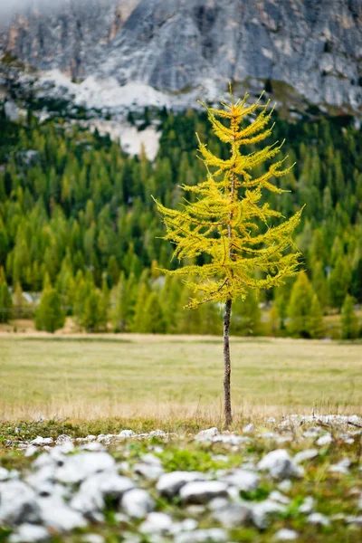 Solo Pequeño Árbol Alerce Color Amarillo Otoño Con Fondo Bosque —  Fotos de Stock