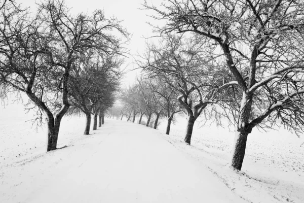 Estrada Coberta Neve Com Beco Árvores Durante Temporada Inverno — Fotografia de Stock