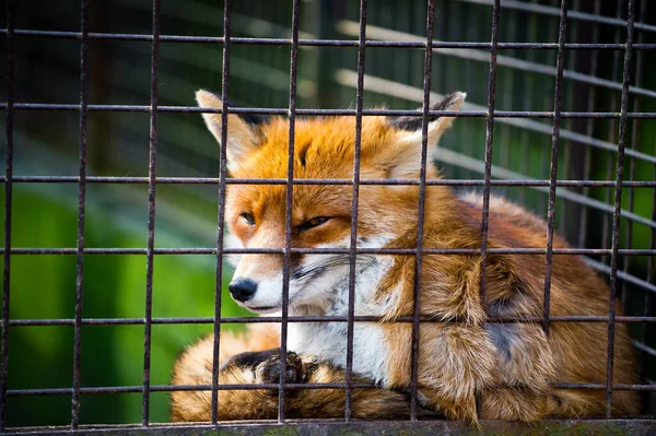 Kafeste acı çeken sevimli kızıl tilki.