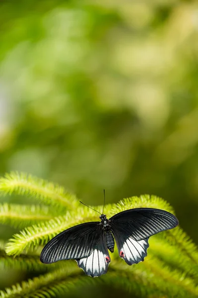 Yeşil arka planı olan siyah beyaz tropikal kelebek