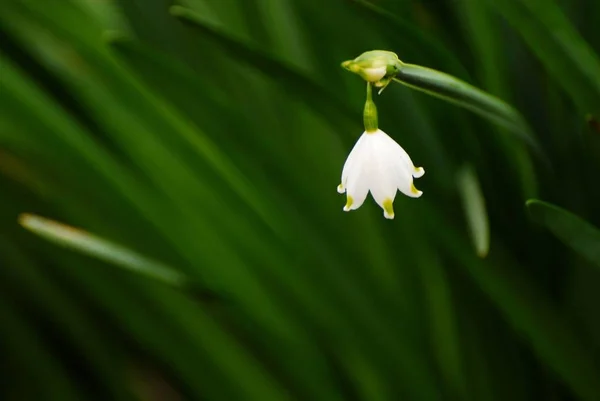 Koyu yeşil arkaplanı olan kar tanesinin yakın plan görüntüsü