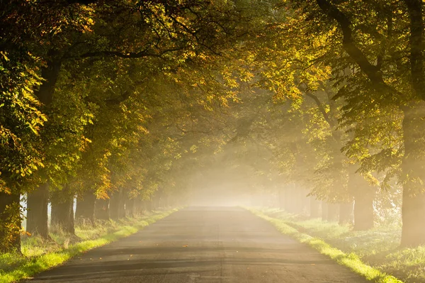 Güzel, canlı bir sonbahar sahnesi, sisli bir yolda ara sokakta.