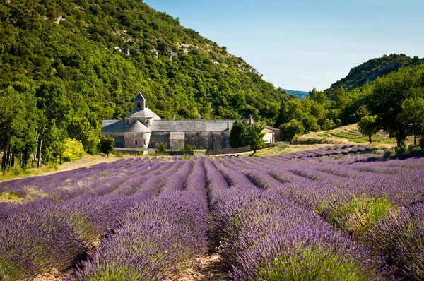 Abbey Senanque - famous must-see place in Provence, France