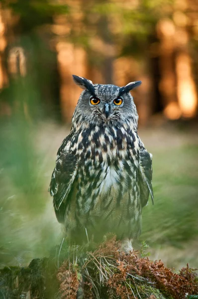 Güzel bir baykuşun yakın görüntüsü