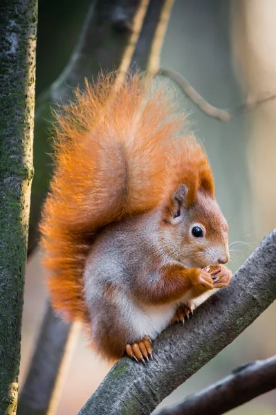 Fluffy Red Squirrel Winter Fur Sitting Branch — Stock Photo, Image