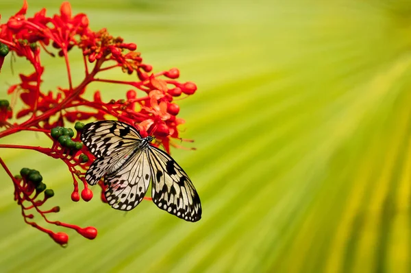 White Black Tropical Butterfly Red Flower Green Background — Stock Photo, Image