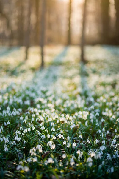 Slunečný Les Plný Zasněžených Květin Jarní Sezóně — Stock fotografie