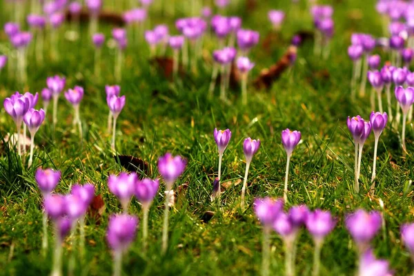 Crocus Květinové Záhony Jaře — Stock fotografie