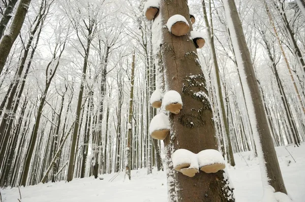 Bela Floresta Meio Inverno — Fotografia de Stock