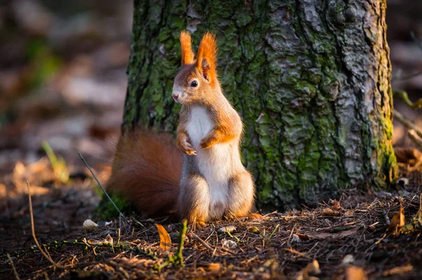 Cute Red Squirrel Watches Forest Warily Standing Floor Front Tree — Stock Photo, Image