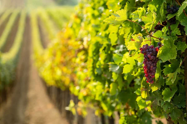 Üzüm Bağında Kırmızı Şarap Üzümleri — Stok fotoğraf