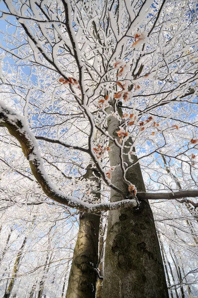 Karla kaplı yaşlı kayın ağacı