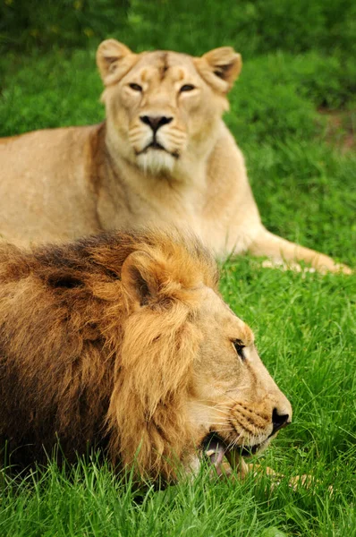 ライオンはいくつかの肉とライオンの監視を食べる — ストック写真