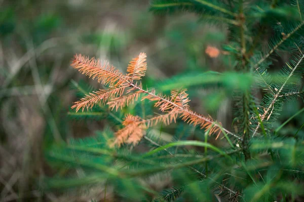 Young Fir Tree Disease Damaged Branch Photo Selective Focus — Stock Photo, Image