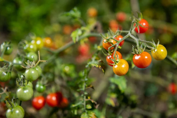 Detalhe Variedade Colorida Tomates Silvestres Videira Uma Pequena Árvore Tomate — Fotografia de Stock