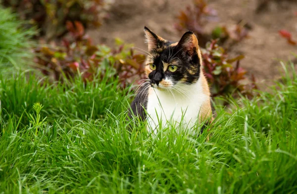 Three-color domestic cat in green grass. Cat is sitting in the fresh green grass. Colored cat. springtime