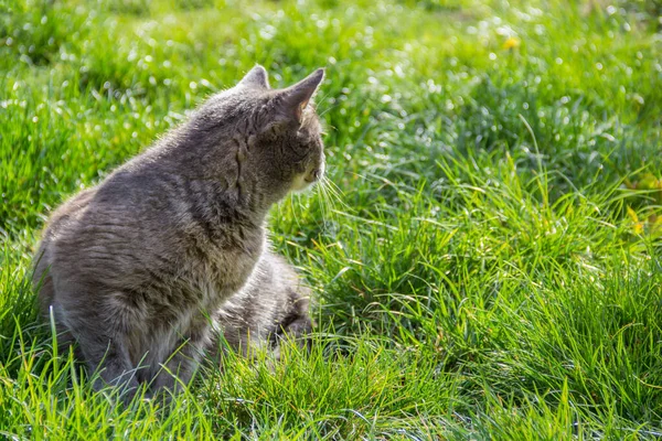 Cat on background of green grass. Gray cat hunts in the grass