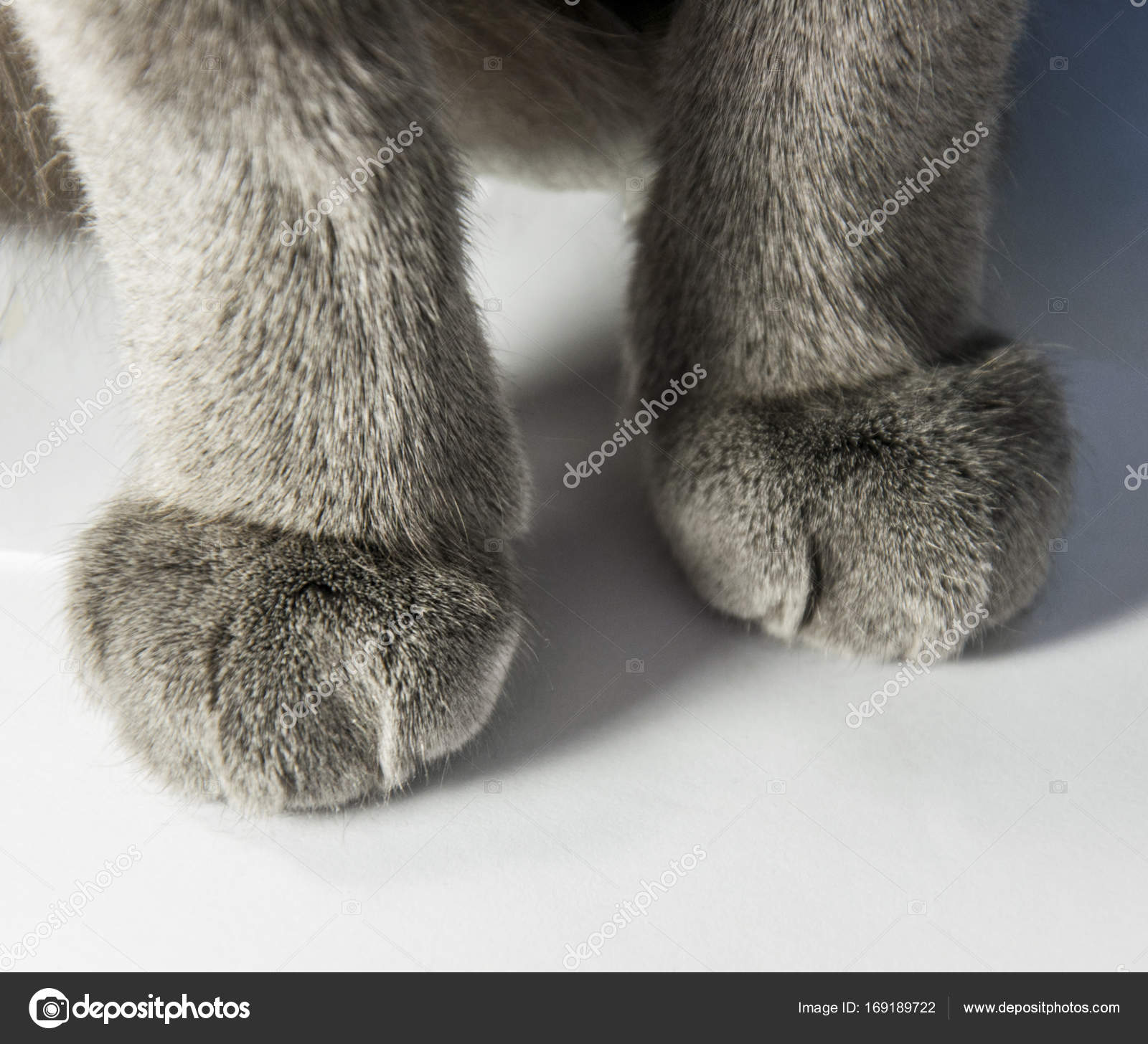 soft cat paws